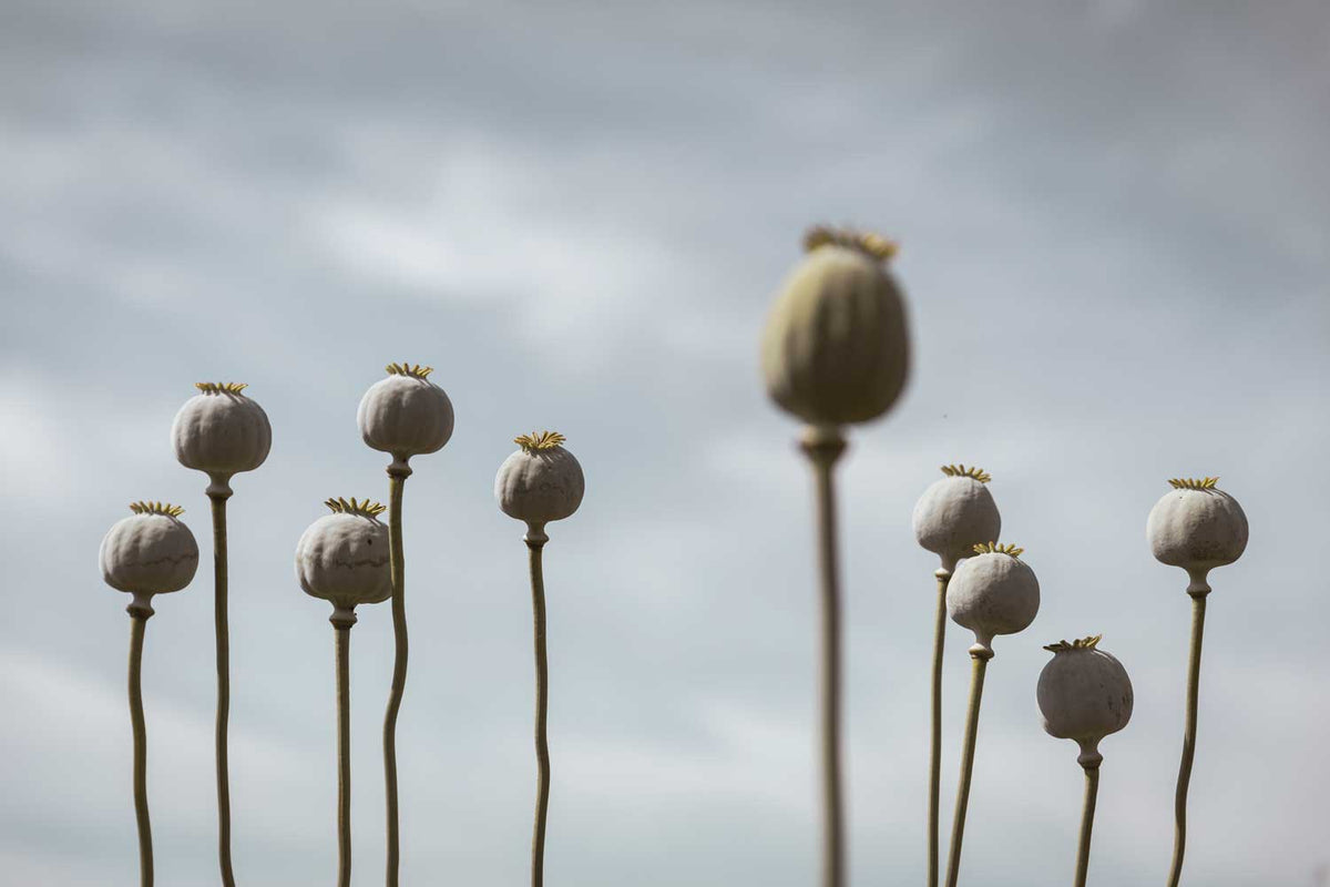 mypoppies